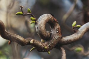 Galho de árvore curvado com brotos verdes, representando como desentortar o pênis